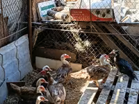 Ducks — фото 1