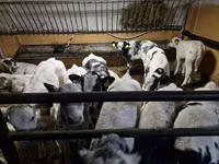 Rinder (Partie, Geschlecht nicht angegeben), Russian Black pied cattle — Foto 1