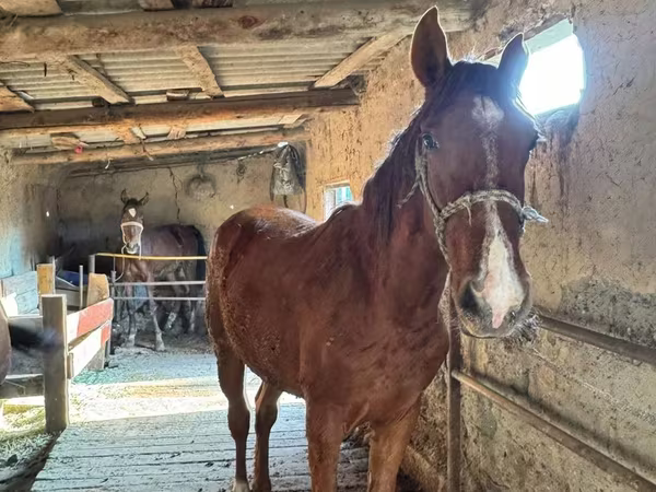 حصان, Horse breed