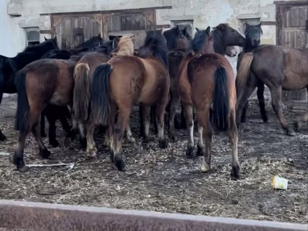 Stute, Kazakh horse