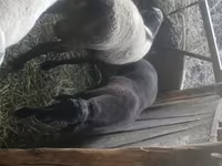 Қошқар, Rhon sheep — 5-сурет