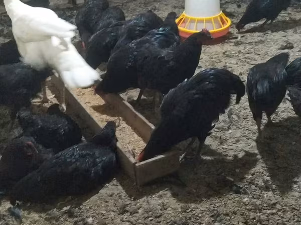 Chickens