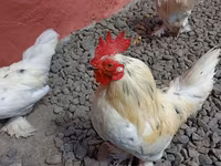 Chickens — Foto 5