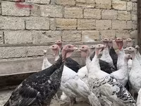 Turkeys — фото 1