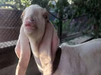 Keçi, Kamori goats — foto 3