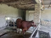 公牛, Red Estonian cattle — 照片 2