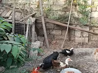 Ducks — الصورة 5