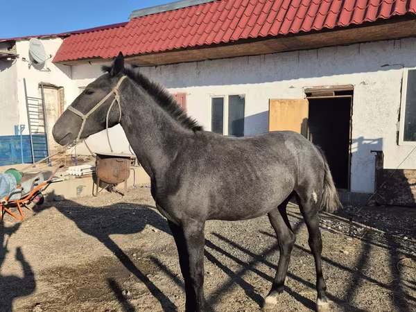 Hengst, Thoroughbred horse