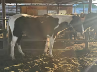 Yegua, Caballos — foto 5