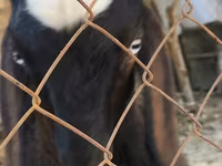 Cabro, Nubian Goat — foto 2