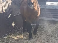 Кінь, Mugalzhar horse — фото 3