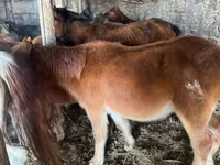 At, Mugalzhar horse — foto 2