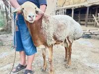 Widder, Hissar sheep — Foto 4