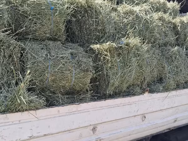Balot de lucernă