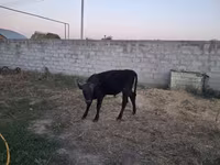 Buğa, Alatau irqi — foto 5
