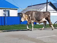 Bulle, Simmental cattle — Foto 2