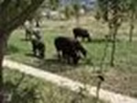 Sheep, Edilbay sheep — photo 3