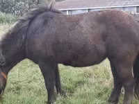 خيول (دفعة، الجنس غير محدد), Shetland Pony — الصورة 8