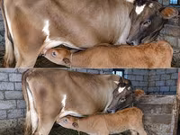 गाय, लाल-धब्बेदार नस्ल — फ़ोटो 3