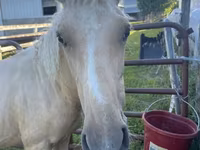 Aygʻir, Palomino — 4-rasm