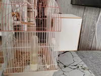 Dalğalı tutuquşular üçün qəfəs dəsti - Qövslü üst konstruksiyalı, ağ — photo 3