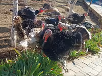 Turkeys — الصورة 5
