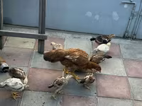 Chickens — 6-сурет