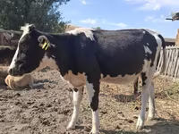 Kuh, Russian Black pied cattle — Foto 3