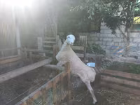 Қошқар, Қойлар — 2-сурет