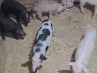 Schweine (Partie, Geschlecht nicht angegeben), Schweine — Foto 2