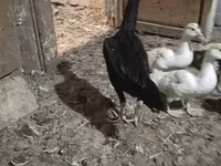 Chickens — Foto 3