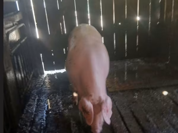 Eber, Schweine