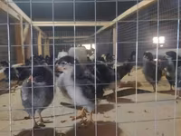 Chickens — Foto 3
