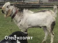 Dişi keçi, Nubian Goat — foto 4
