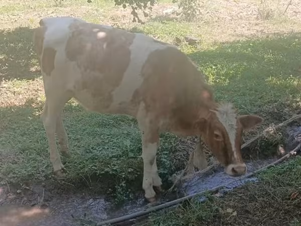 母牛, Cattle