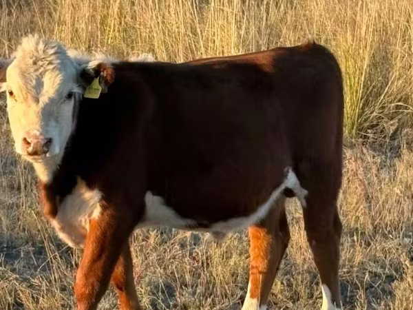Bulle, Weißkopfige Ukrainische