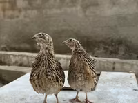 किंग बटेर — फ़ोटो 4