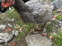 Chickens — 2-сурет
