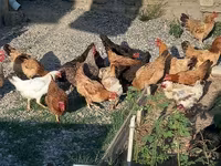 Chickens — الصورة 2