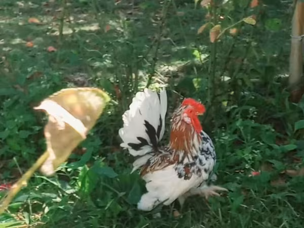 Bantam japonesa