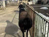 公羊, Sheep — 照片 3