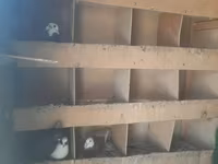 Tecili satilir cidii insan narahat etsin isteyen olsa wap catda — photo 4