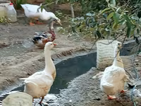 Geese — Foto 1