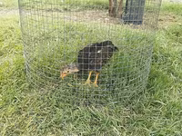 Chickens — Foto 2
