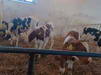 Bull, Cattle — photo 6