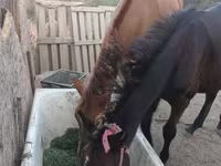 Caballo, Caballos — foto 1