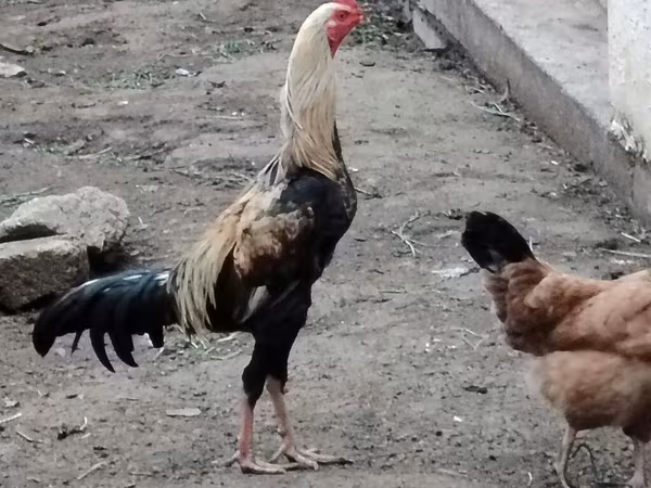 Брама