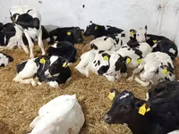 Toro, Raza Holstein — foto 1