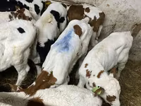 Buqa, Simmental cattle — 2-rasm