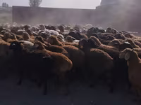 كبش, الأغنام — الصورة 1